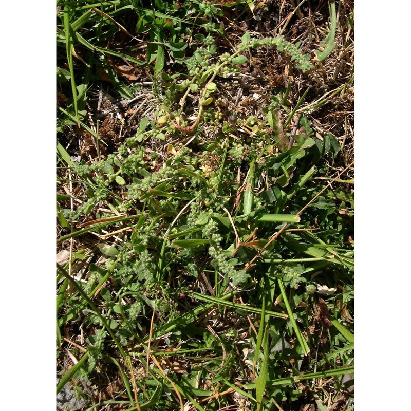 herniaria litardierei (gamisans) greuter et burdet