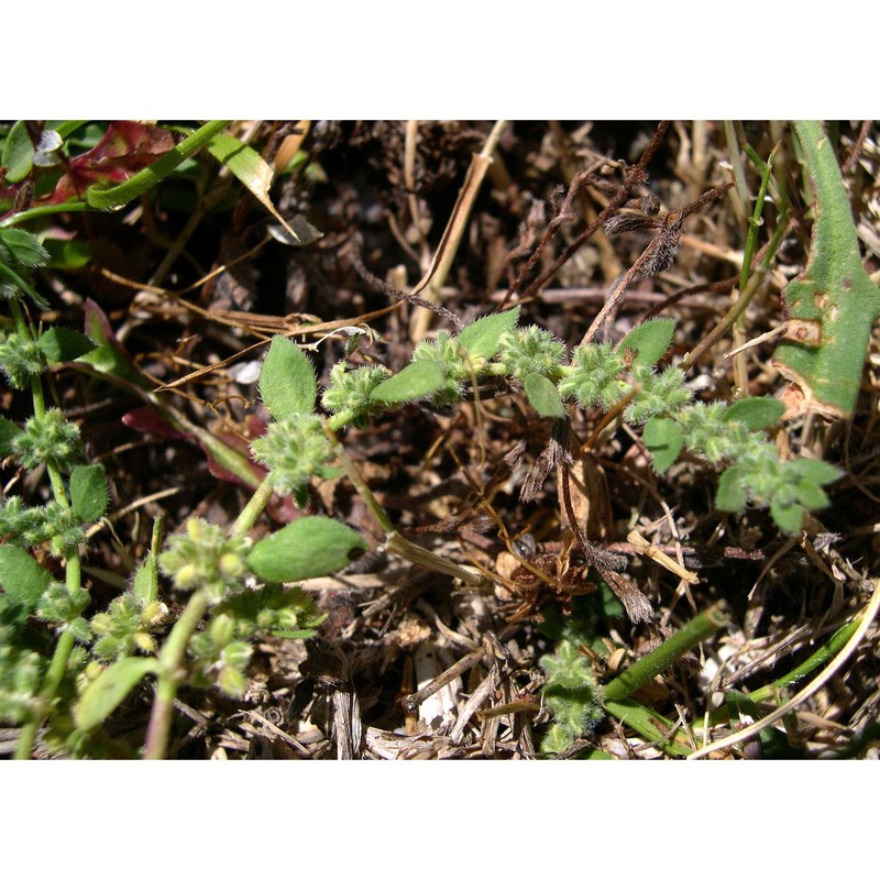 herniaria litardierei (gamisans) greuter et burdet