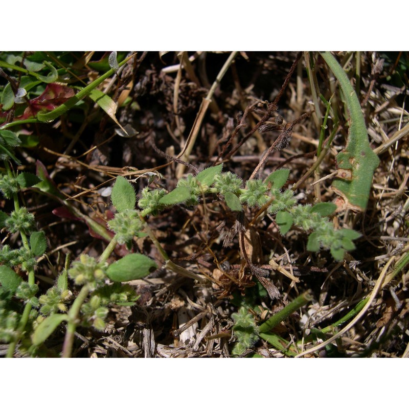herniaria litardierei (gamisans) greuter et burdet