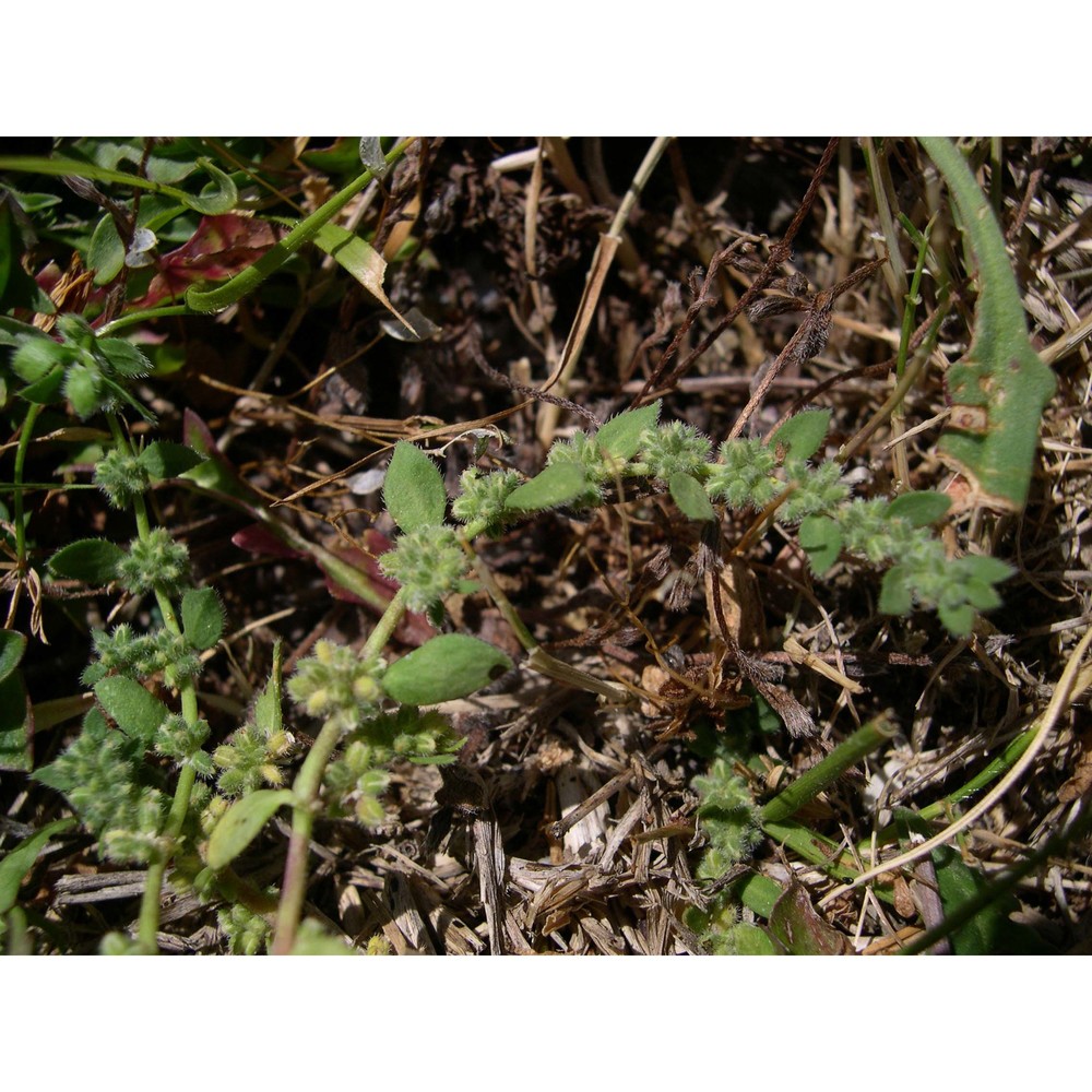 herniaria litardierei (gamisans) greuter et burdet