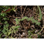 herniaria litardierei (gamisans) greuter et burdet
