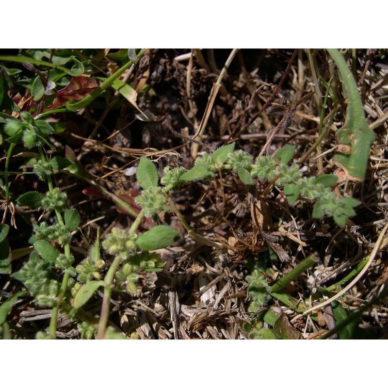 herniaria litardierei (gamisans) greuter et burdet
