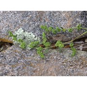 herniaria nebrodensis jan