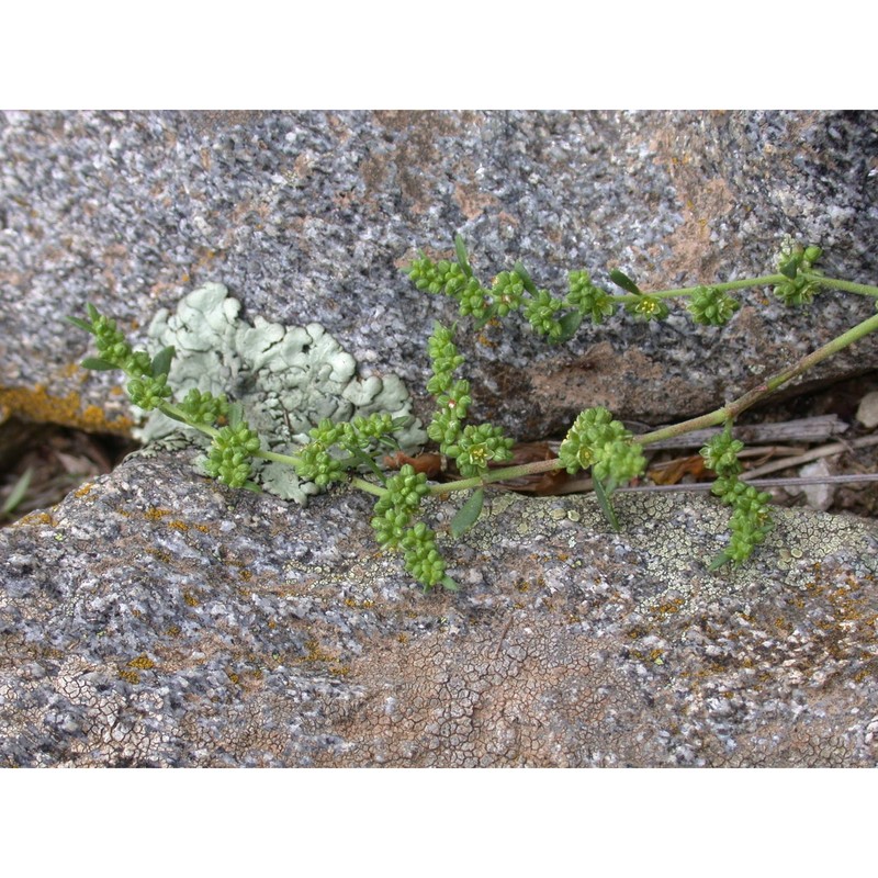 herniaria nebrodensis jan