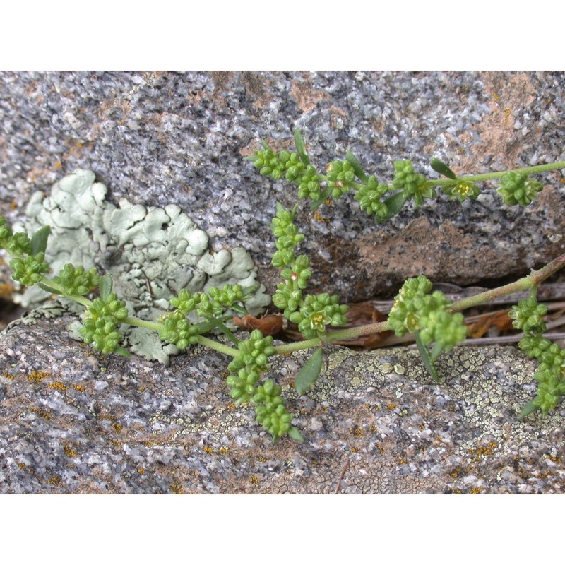 herniaria nebrodensis jan