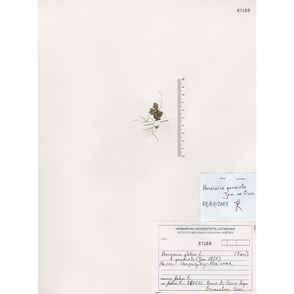 herniaria permixta guss.