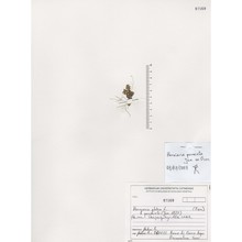herniaria permixta guss.