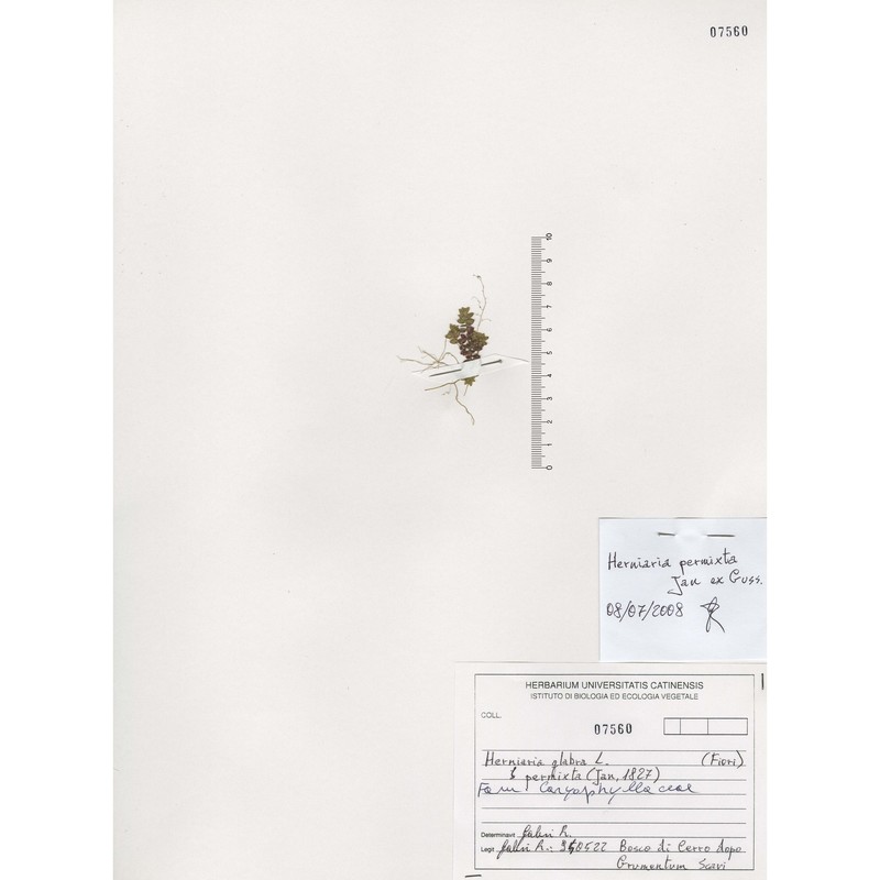 herniaria permixta guss.