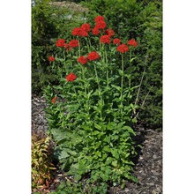 lychnis chalcedonica l.