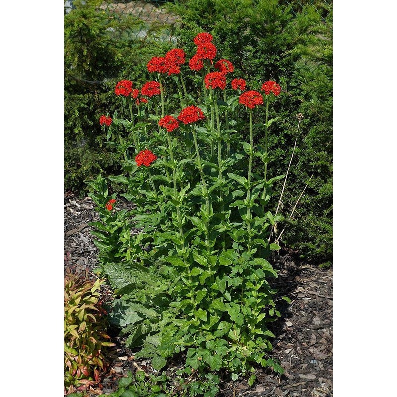 lychnis chalcedonica l.