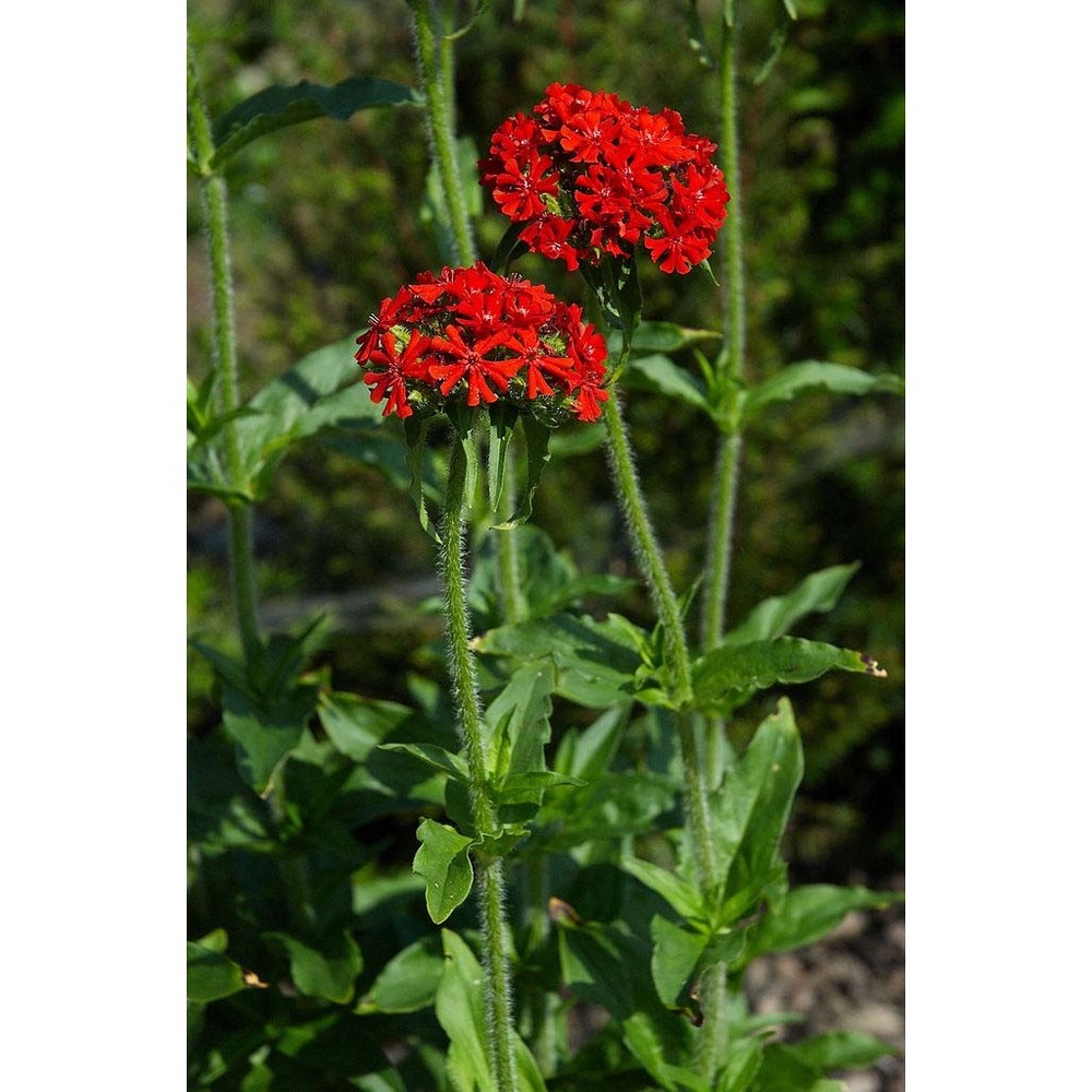 lychnis chalcedonica l.