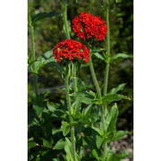 lychnis chalcedonica l.