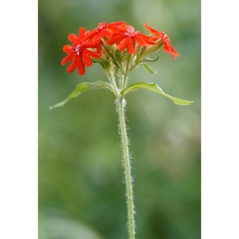 lychnis chalcedonica l.