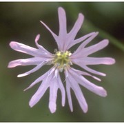 lychnis flos-cuculi l.