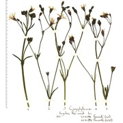 lychnis flos-cuculi l.