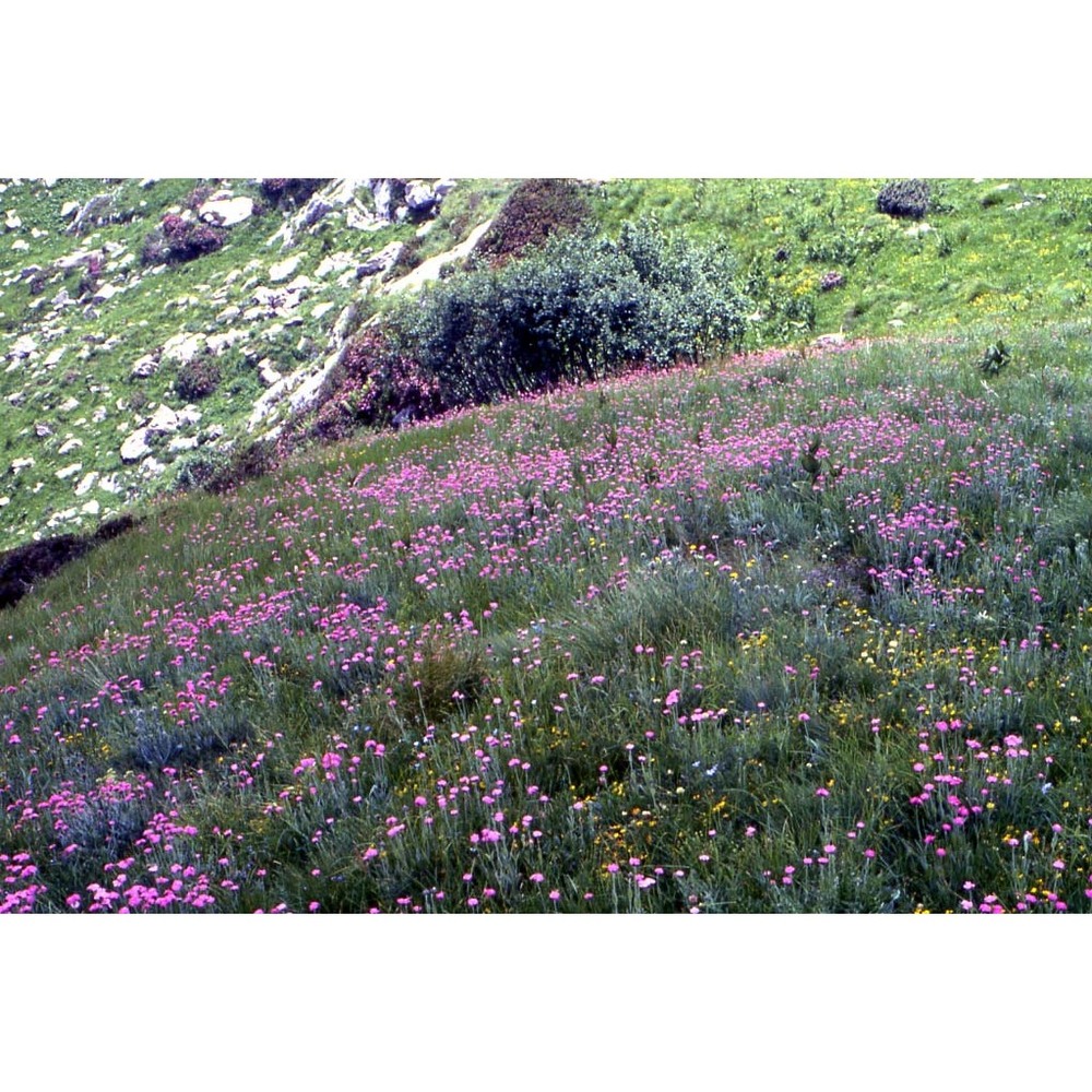 lychnis flos-jovis (l.) desr.