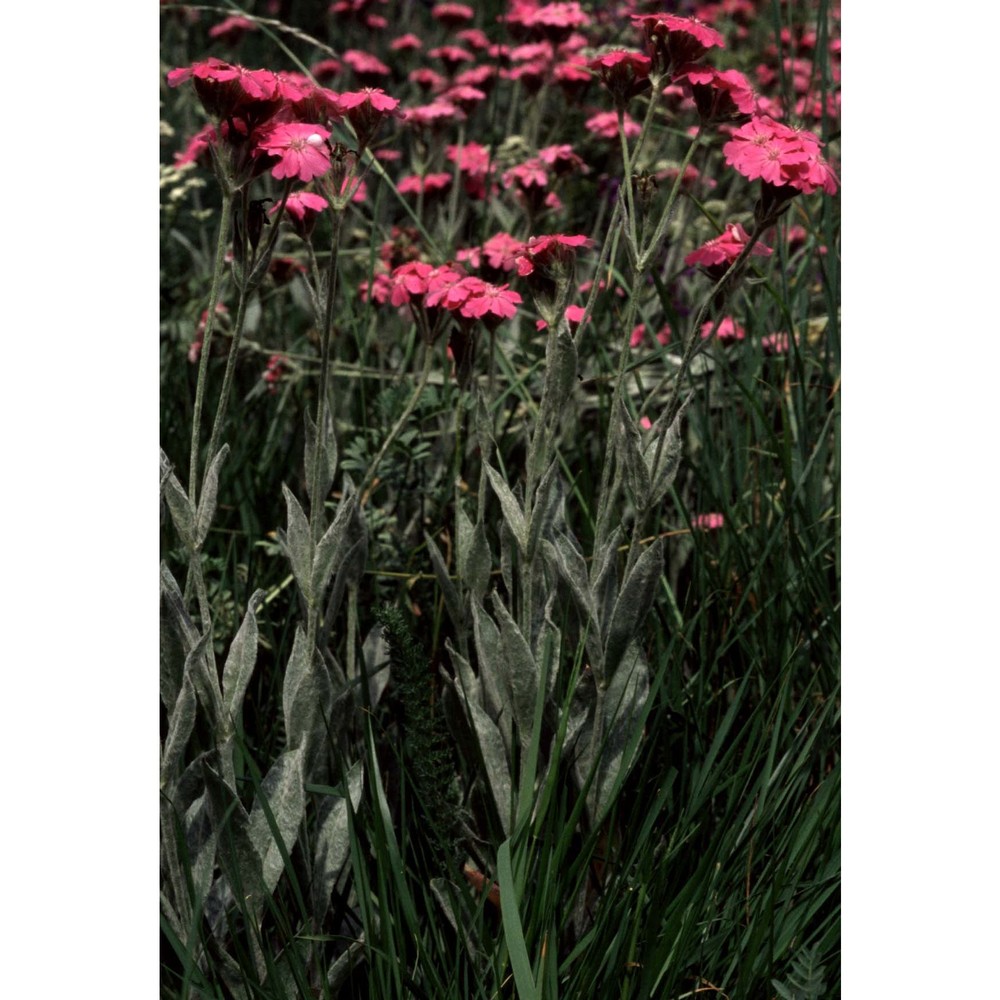 lychnis flos-jovis (l.) desr.