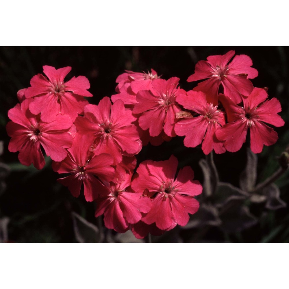 lychnis flos-jovis (l.) desr.