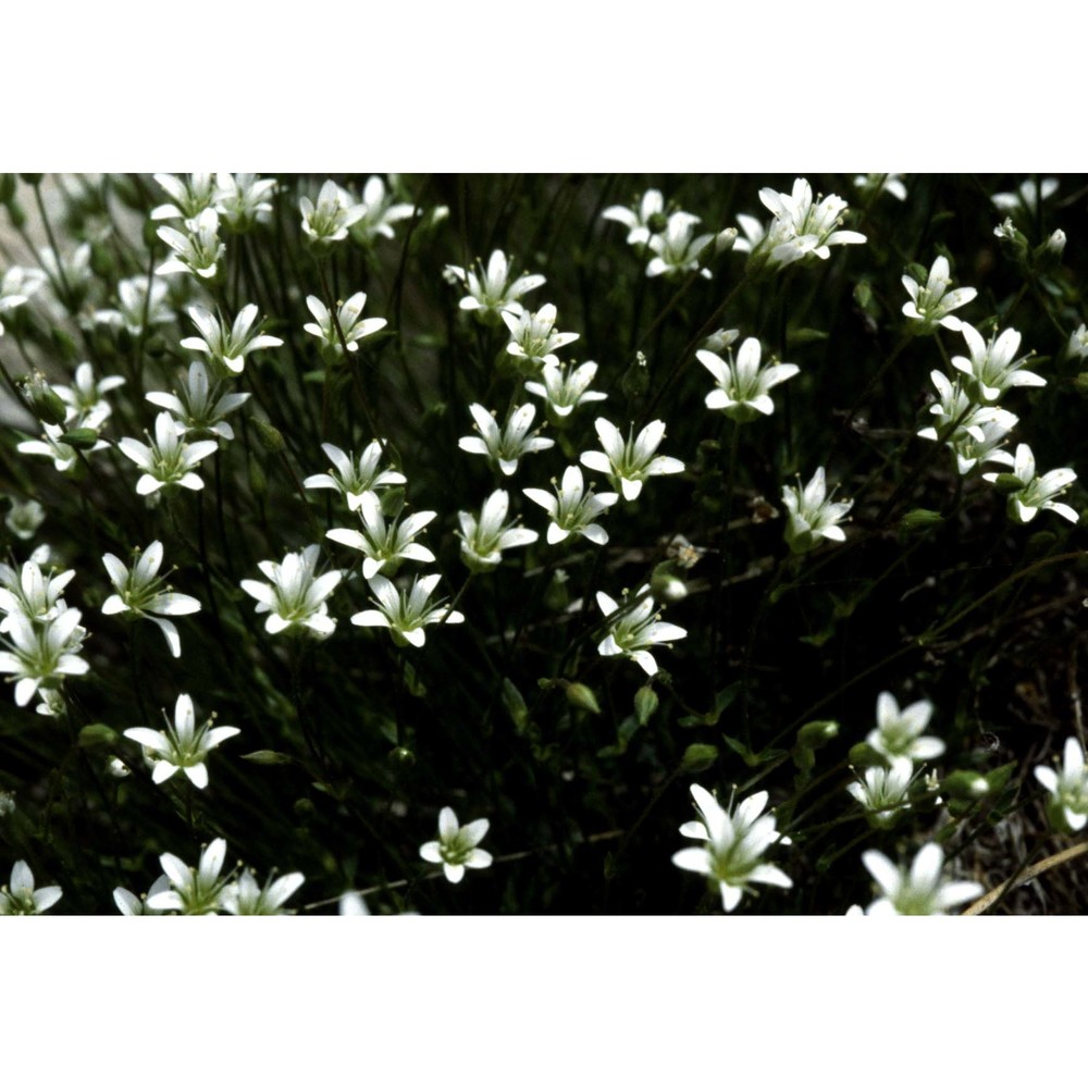 minuartia austriaca (jacq.) hayek