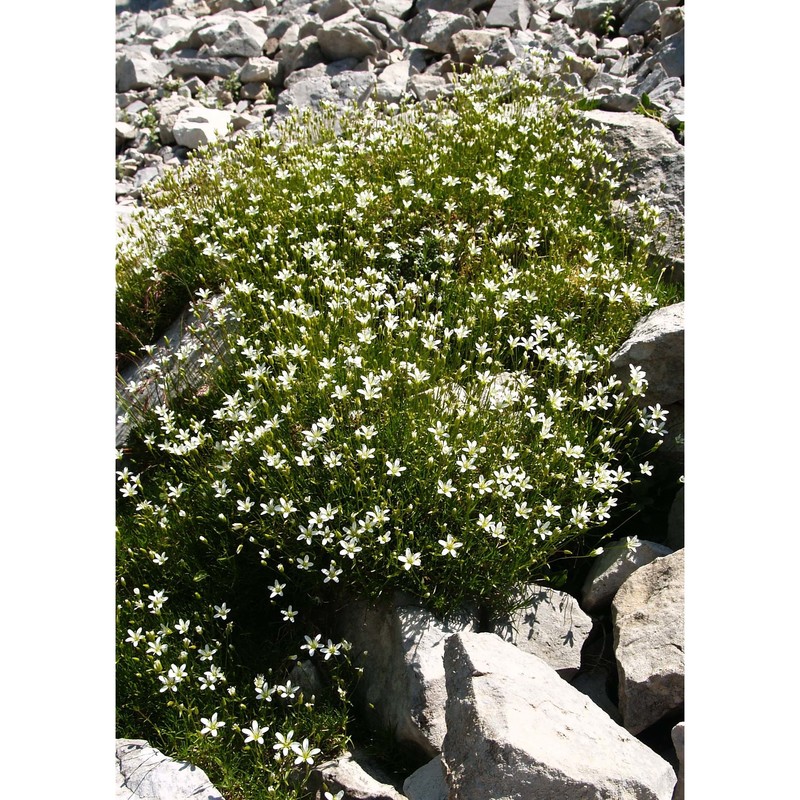 minuartia austriaca (jacq.) hayek