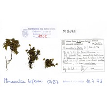 minuartia biflora (l.) schinz et thell.