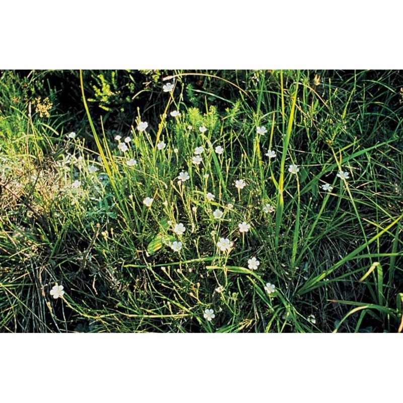 minuartia capillacea (all.) graebn.