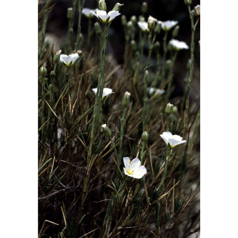 minuartia capillacea (all.) graebn.