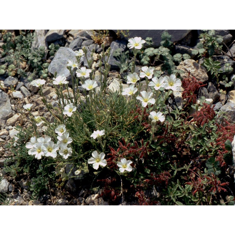 minuartia capillacea (all.) graebn.