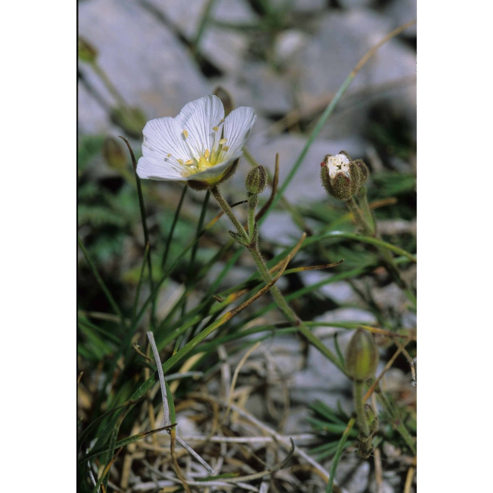 minuartia capillacea (all.) graebn.