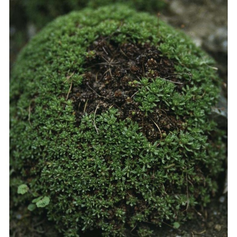 minuartia cherlerioides (hoppe) bech.