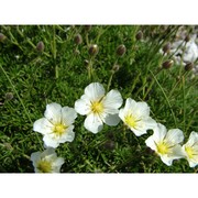 minuartia clandestina (port.) trinajstić