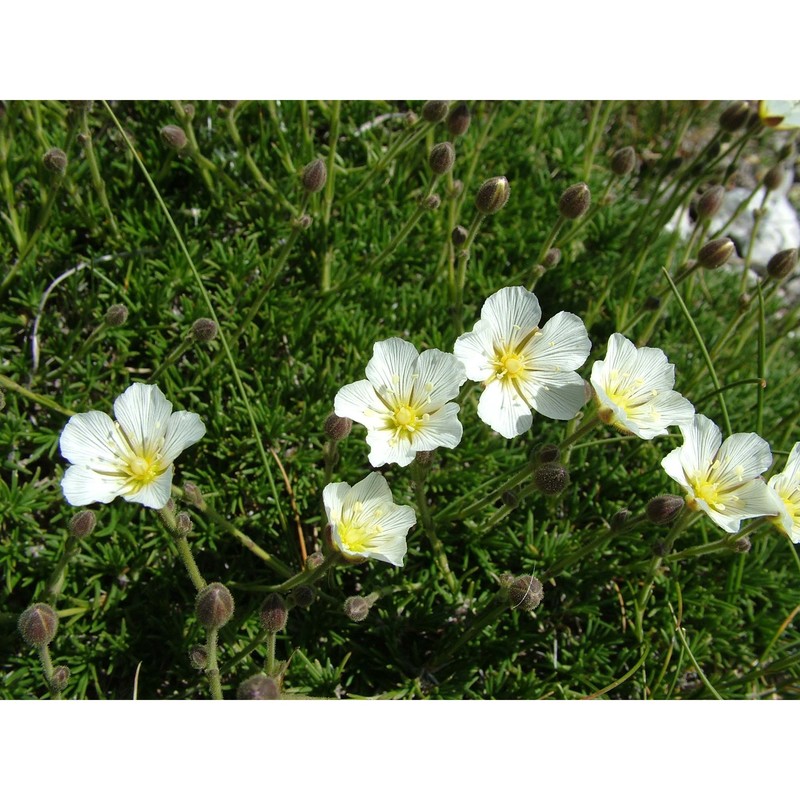 minuartia clandestina (port.) trinajstić