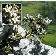 minuartia glomerata (m. bieb.) degen subsp. trichocalycina (ten. et guss.) f. conti