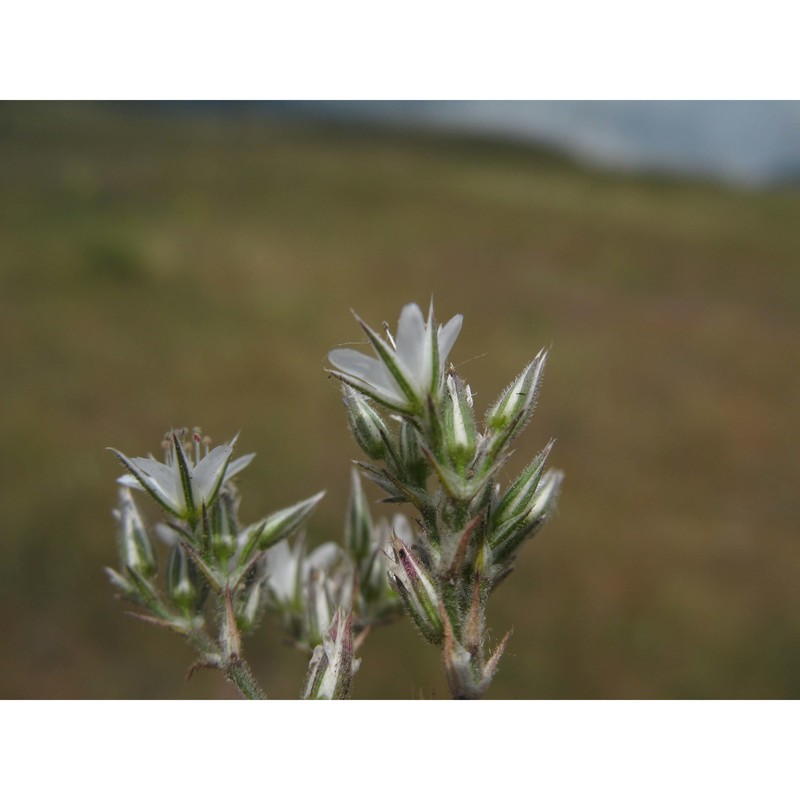 minuartia glomerata (m. bieb.) degen subsp. trichocalycina (ten. et guss.) f. conti