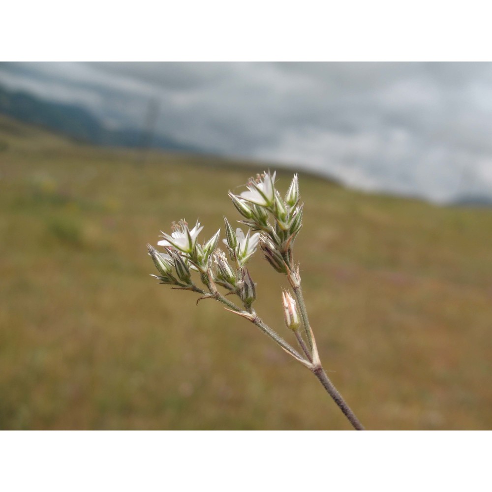 minuartia glomerata (m. bieb.) degen subsp. trichocalycina (ten. et guss.) f. conti