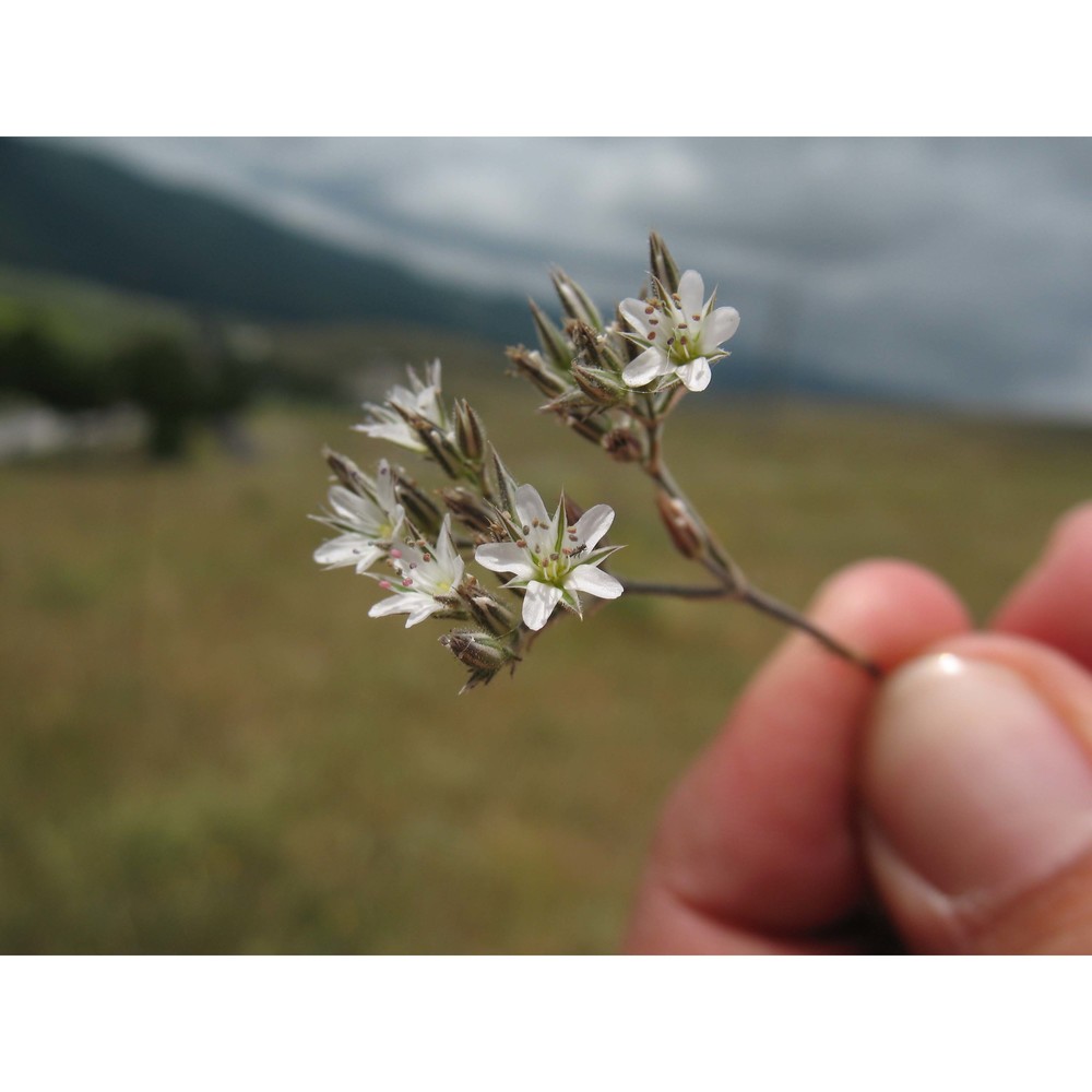 minuartia glomerata (m. bieb.) degen subsp. trichocalycina (ten. et guss.) f. conti