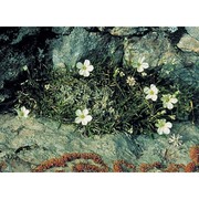 minuartia graminifolia jáv.