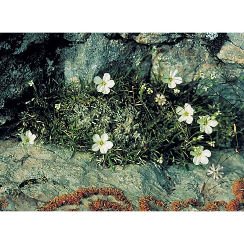 minuartia graminifolia jáv.