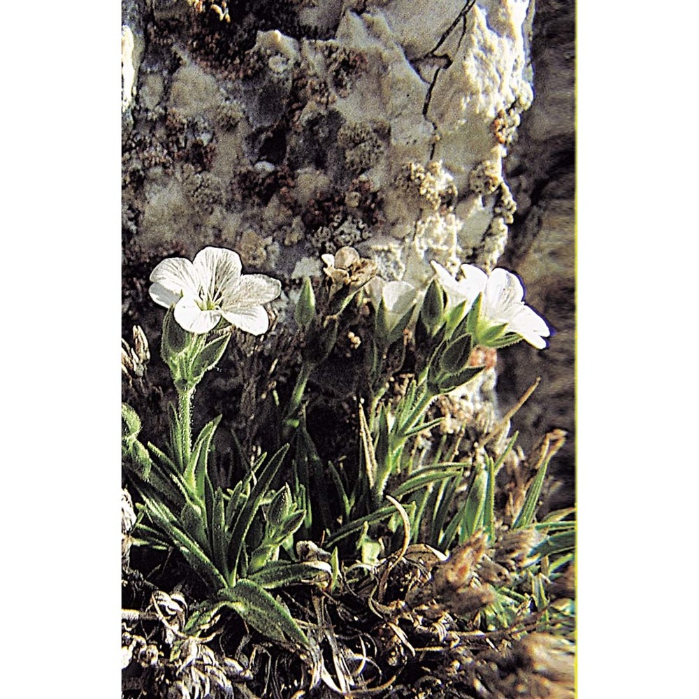 minuartia graminifolia jáv.