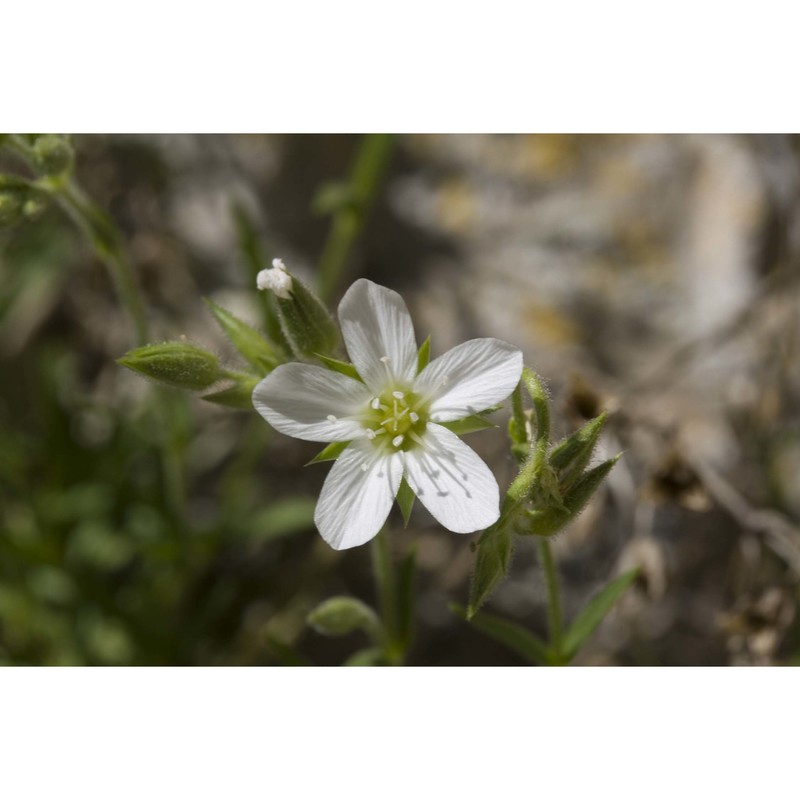 minuartia graminifolia jáv.