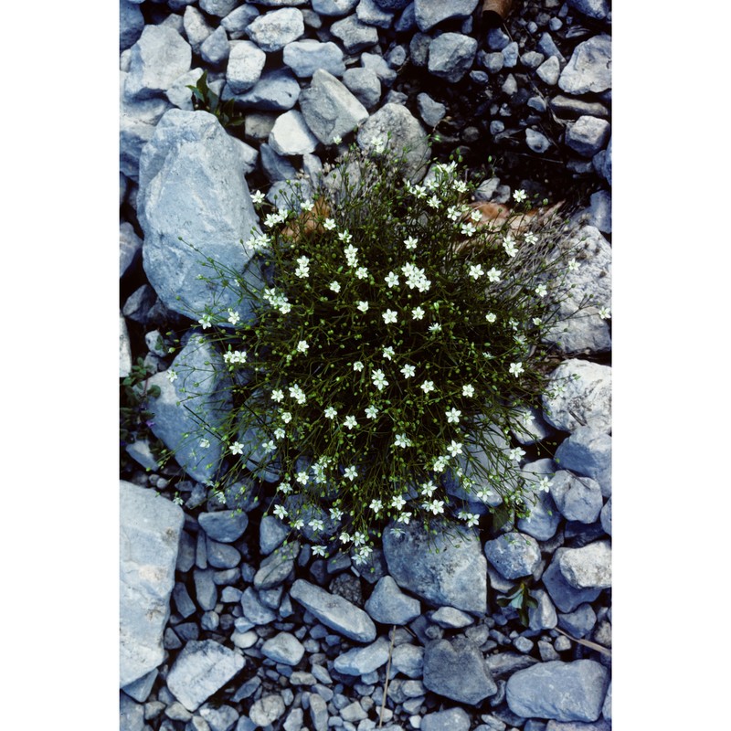 minuartia grignensis (rchb.) mattf.