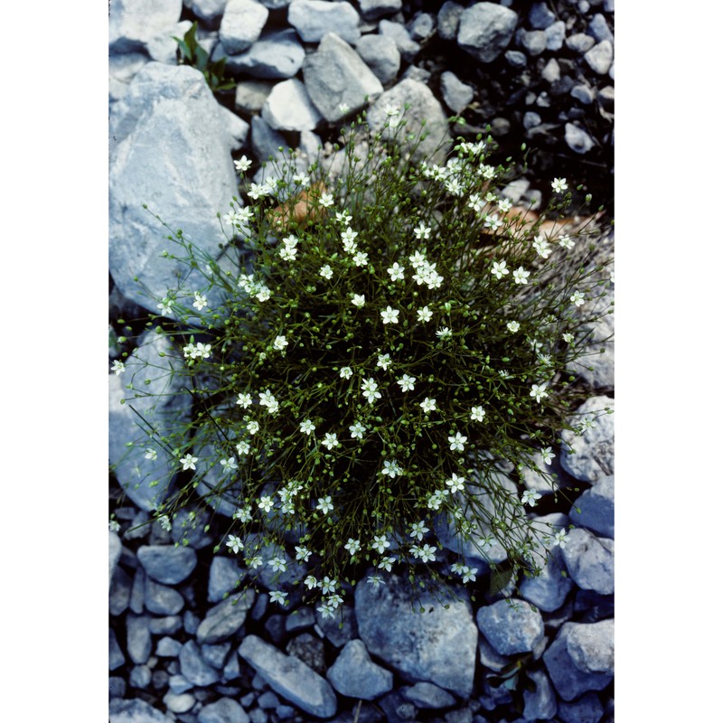 minuartia grignensis (rchb.) mattf.