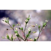 minuartia hybrida (vill.) schischk.