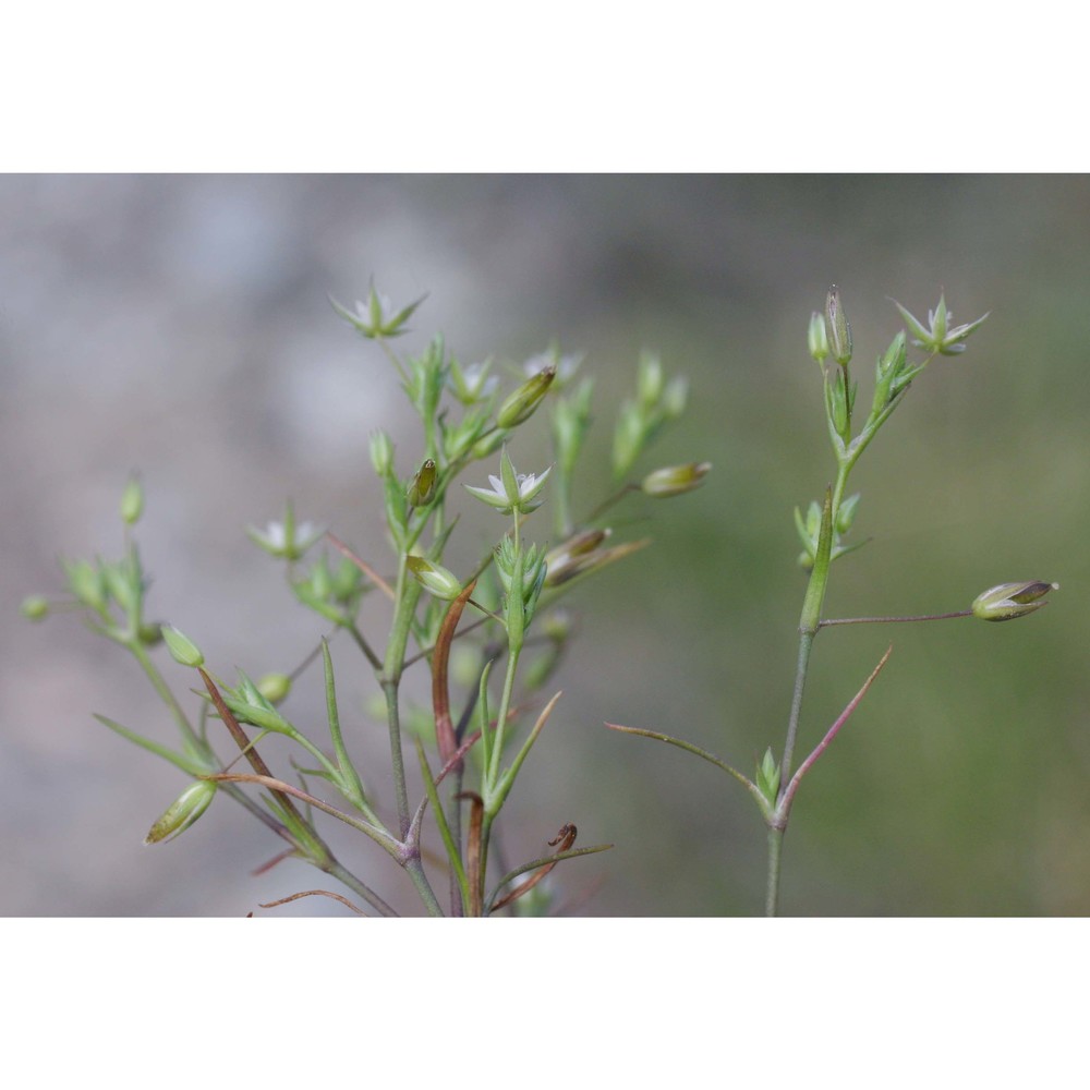 minuartia hybrida (vill.) schischk.