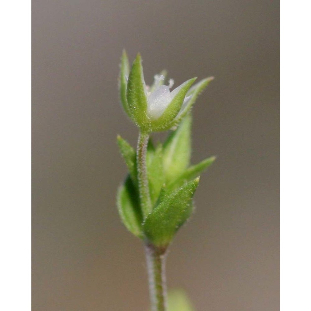 minuartia hybrida (vill.) schischk.