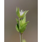 minuartia hybrida (vill.) schischk.