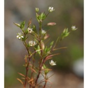 minuartia hybrida (vill.) schischk.