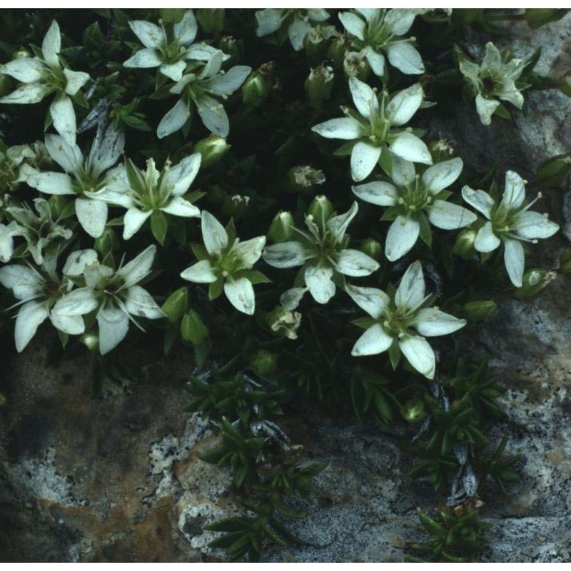 minuartia lanceolata (all.) mattf.