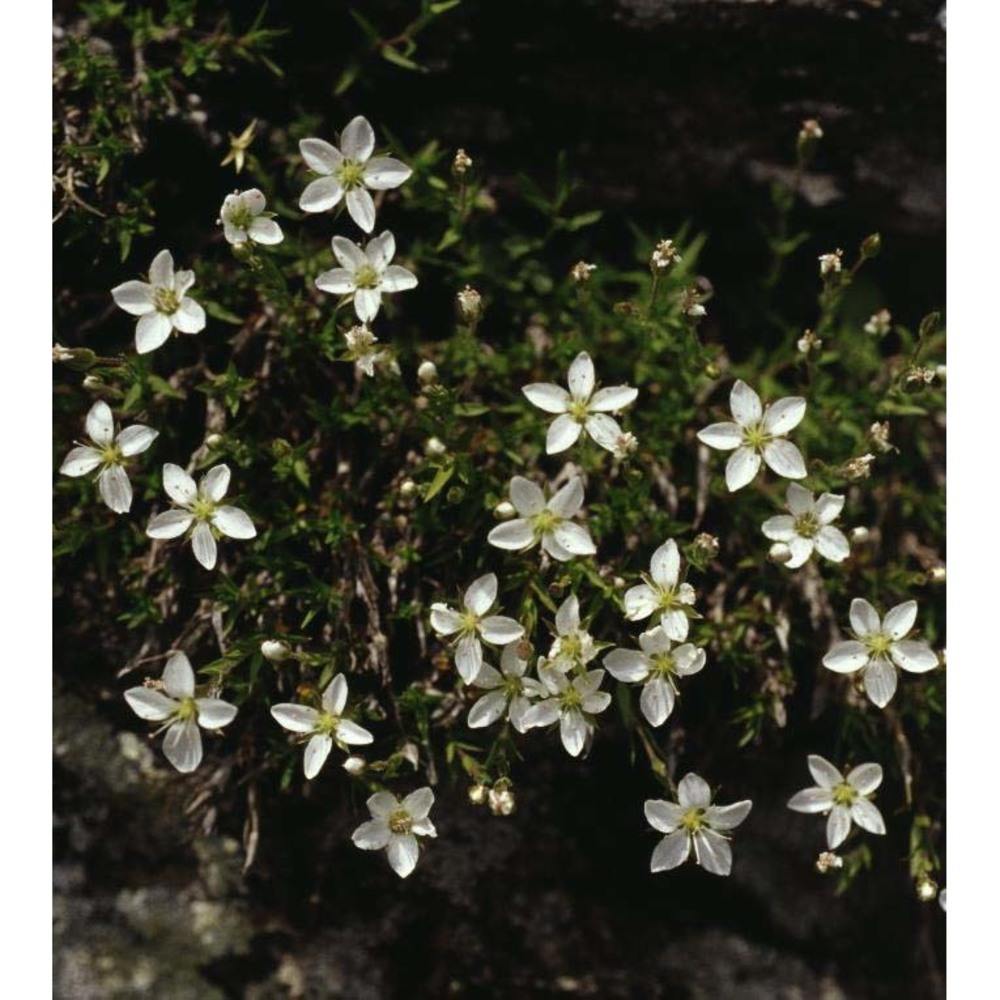 minuartia lanceolata (all.) mattf.