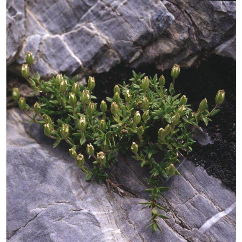 minuartia lanceolata (all.) mattf.